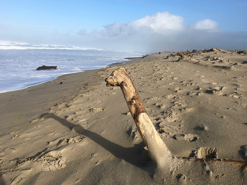 driftwood emerging from the sand looks like a curious creature