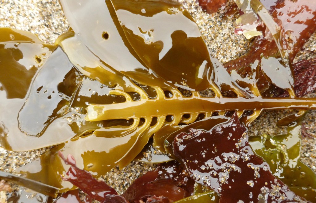 A focus on the spore-bearing blades