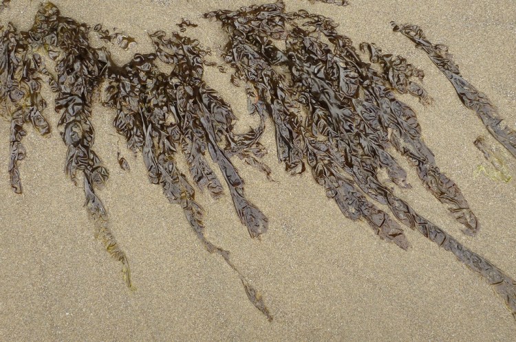 Thalli exposed on dry sand