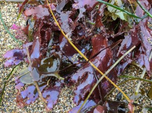 A drift clump on sand