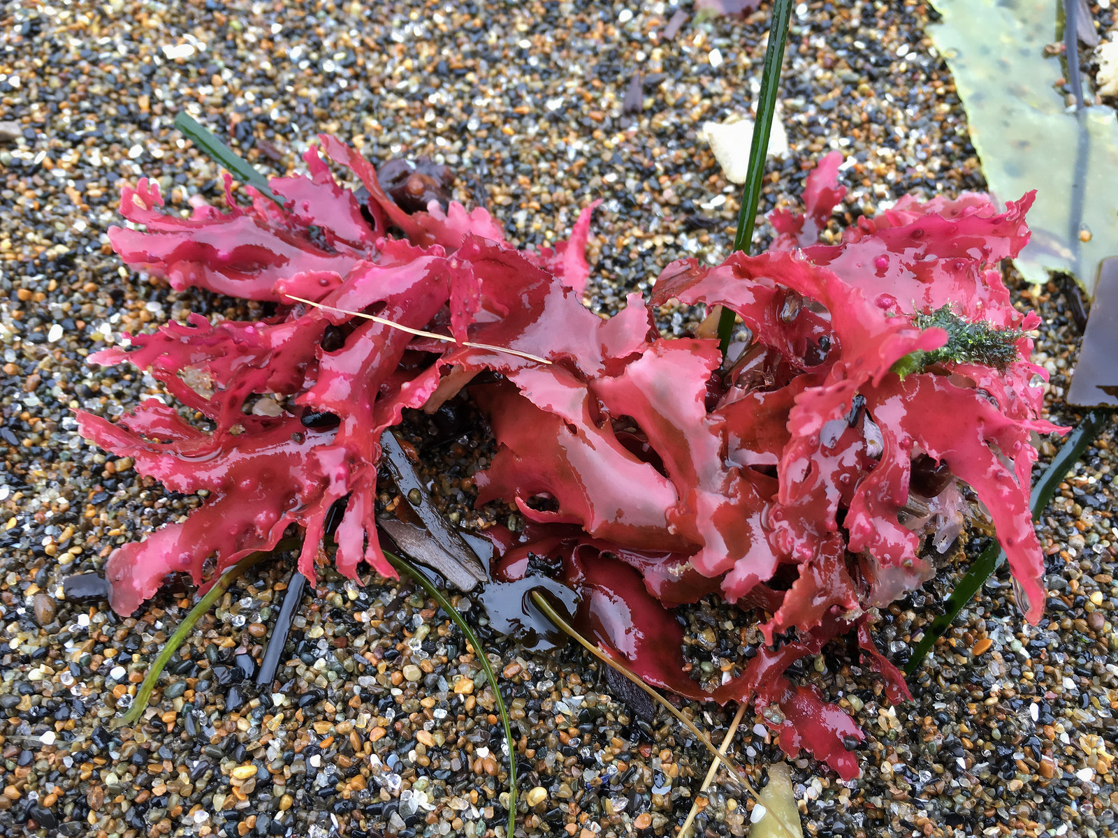 35489349862_a37e133db2_h