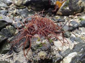 Drifted Succulent seaweed exposed on a sandy, gravelly shore