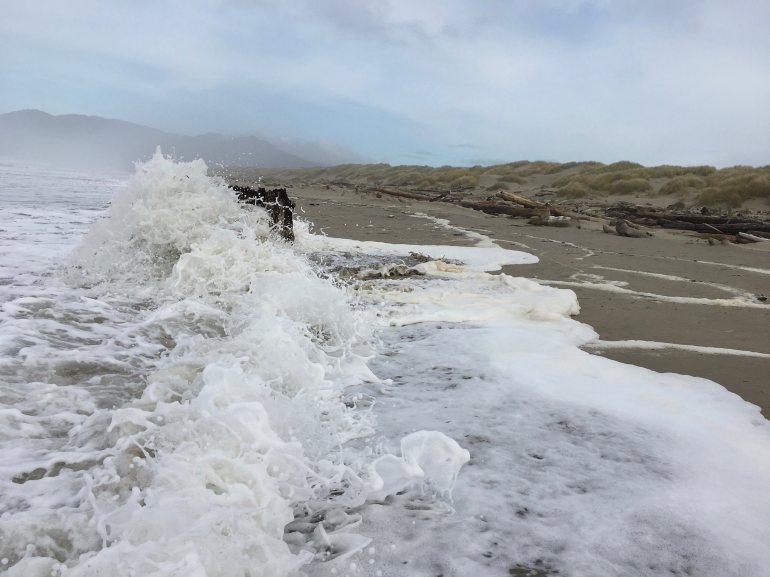 Wave crashes an old growth stump on a sandy beach. Wrack line and foredune in the background