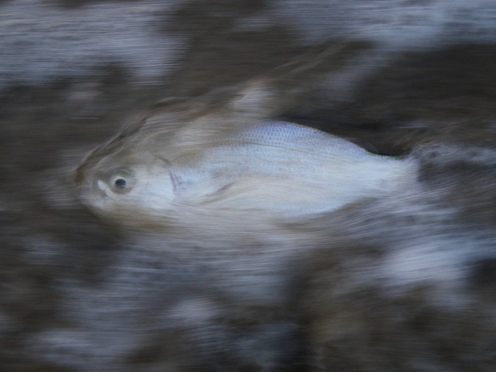 Silver surfperch Hyperprosopon ellipticum in the swash.