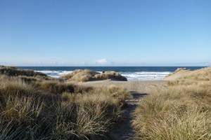 Trail from the top of the foredune to the beach, through an Ammophila monoculture