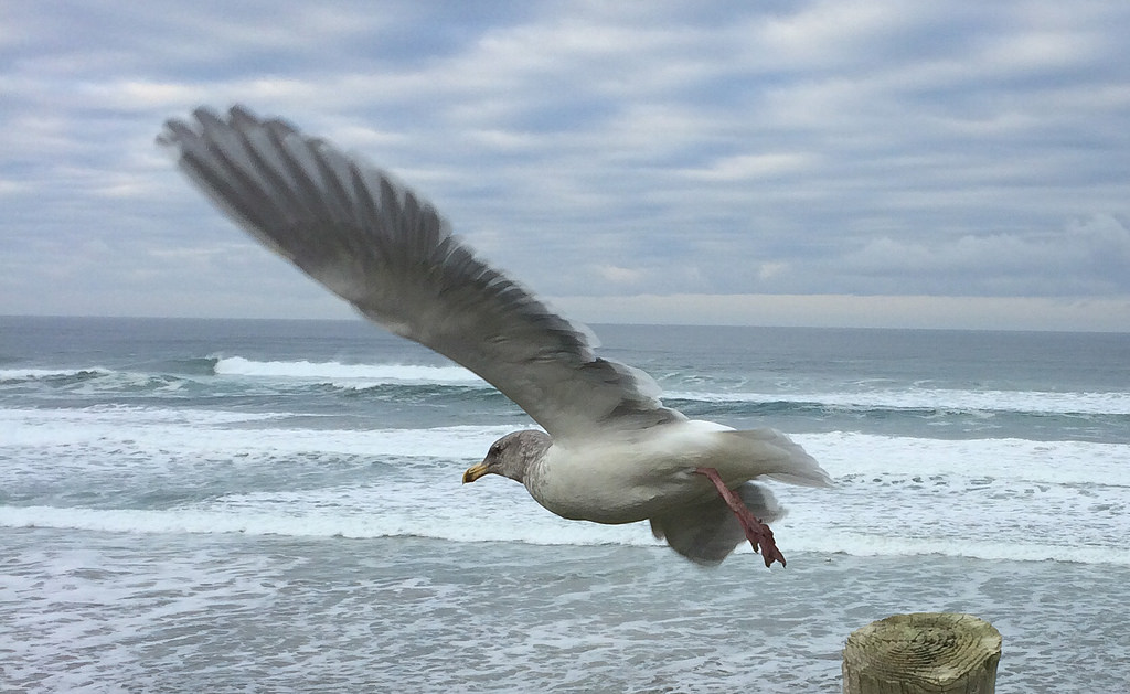 Olympic Gull leaping off a fence post, over Pacific Ocean