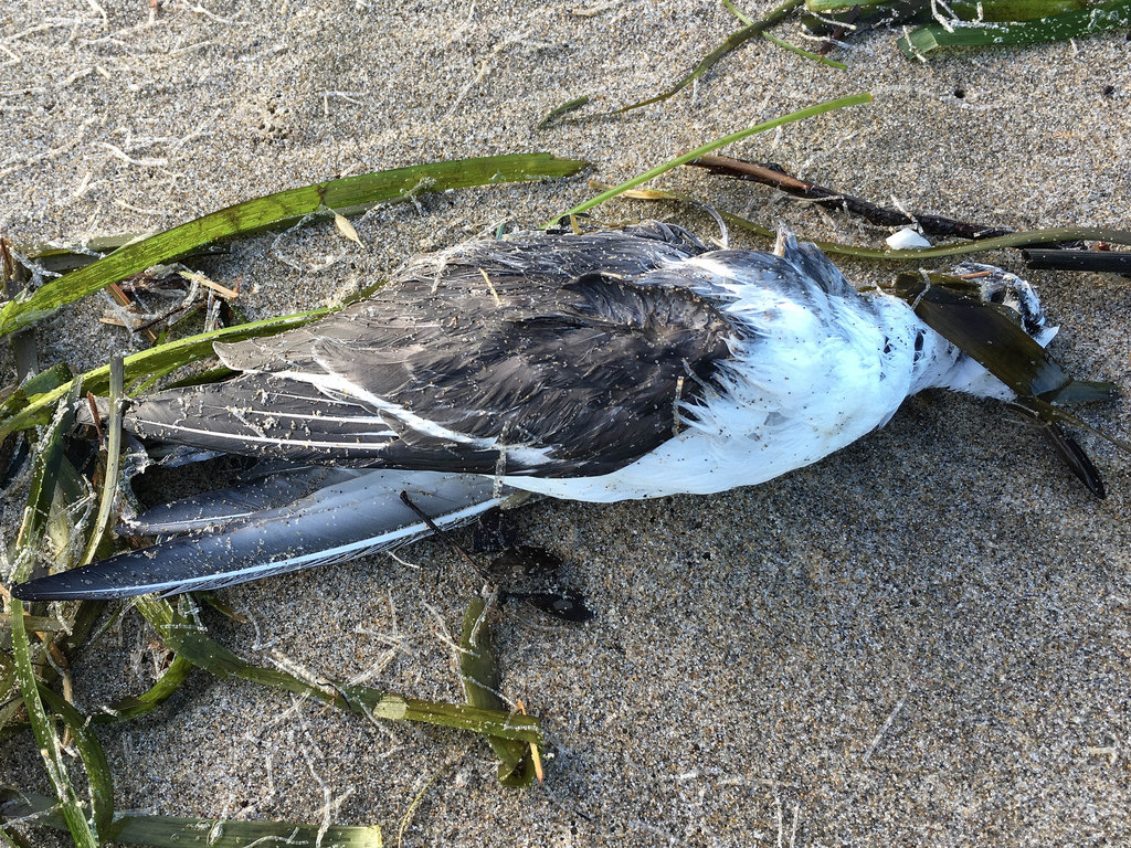 32209616531_65c90bc318_b