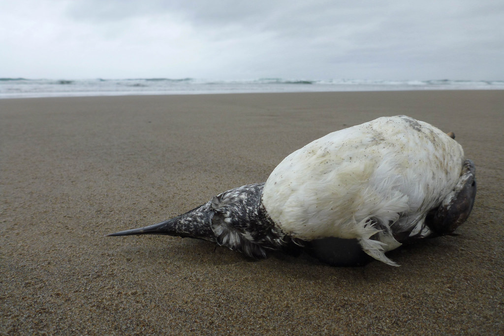 32218066871_c99e1ea446_b