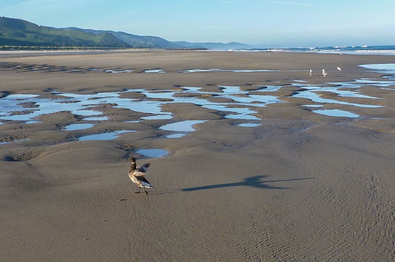 32508242385_35e372920a_b