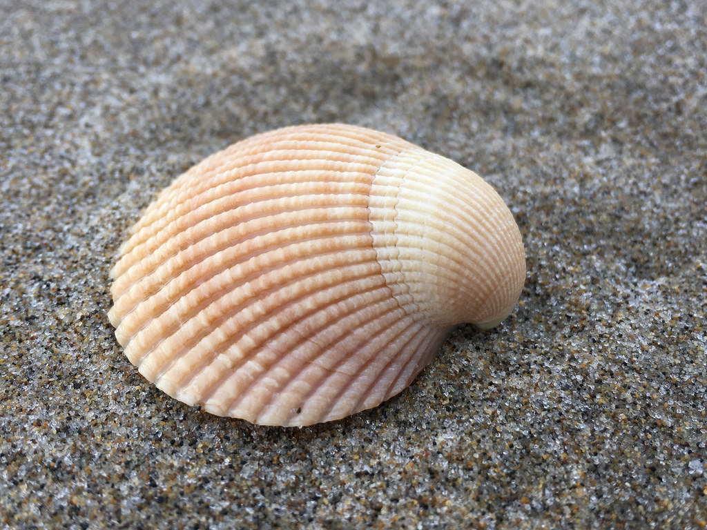 drifted shell on wet sand