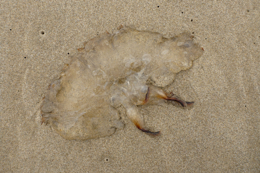 drifted fragment on wet beach sand