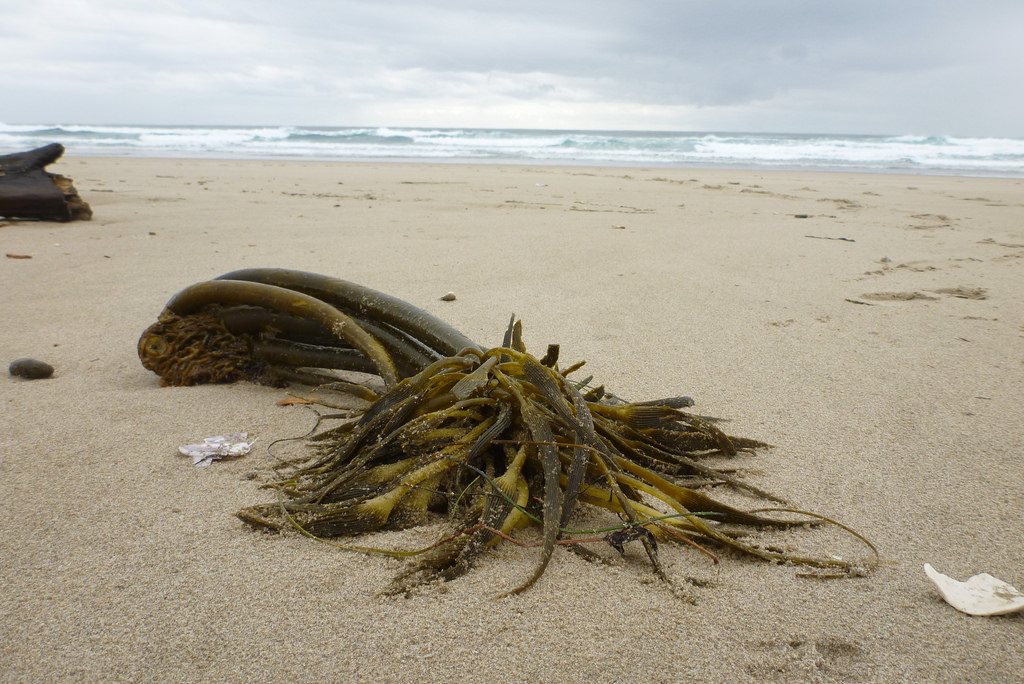 Drift sea palm on a sandy beach