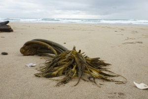 Drift sea palm on a sandy beach