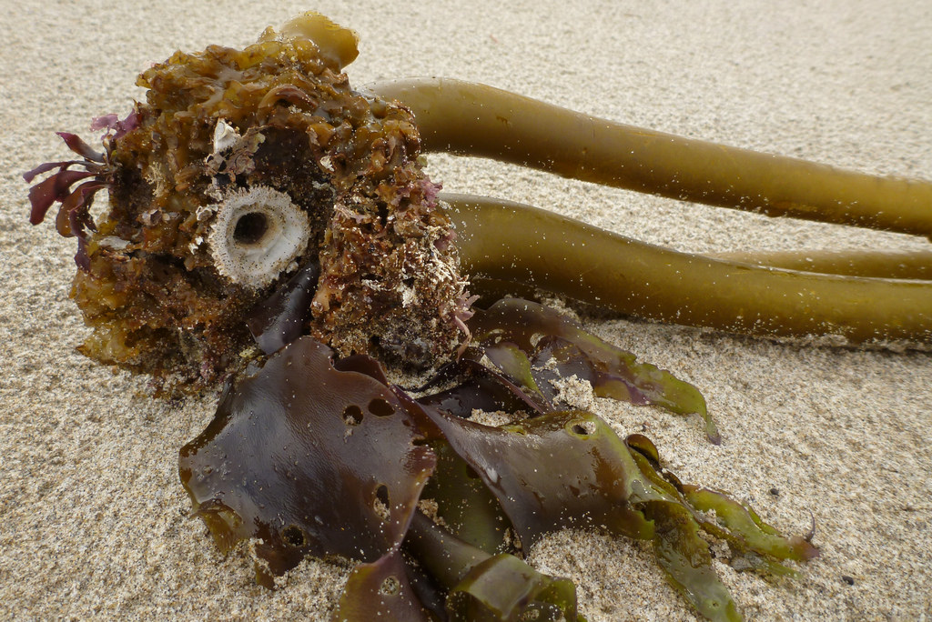 Drift Postelsia holdfast on most sand