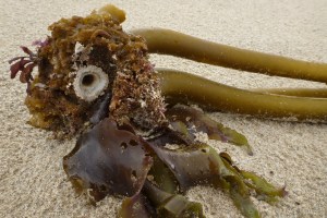 Drift Postelsia holdfast on most sand