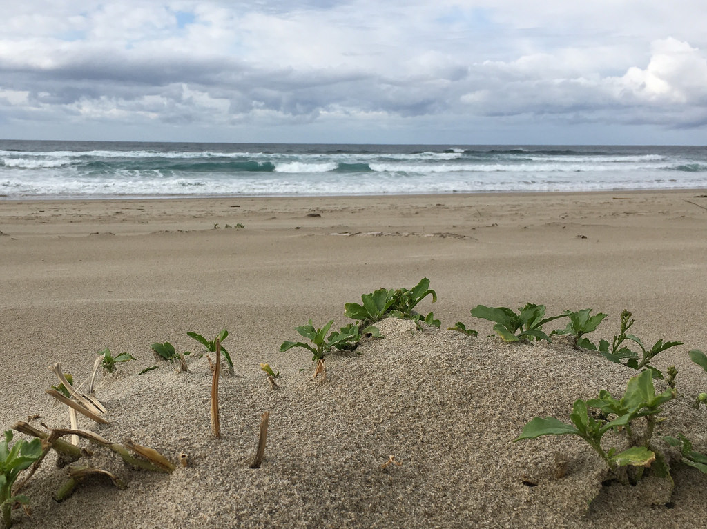 small clump on the backshore