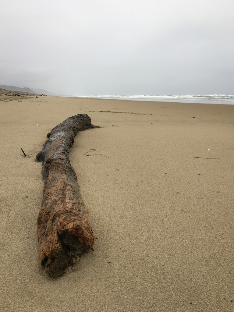 Big lone drift log on a deserted beach, fog in the distance