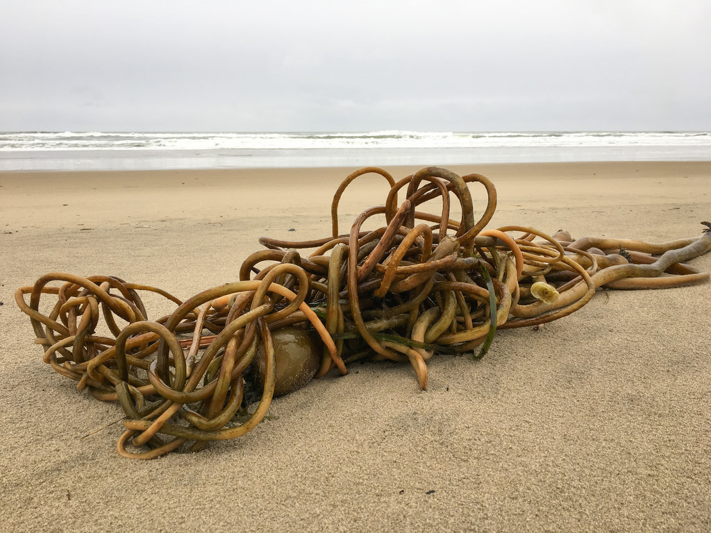 Mass of drift bull kelp on a deserted sand beach; surf and gray skies in the background