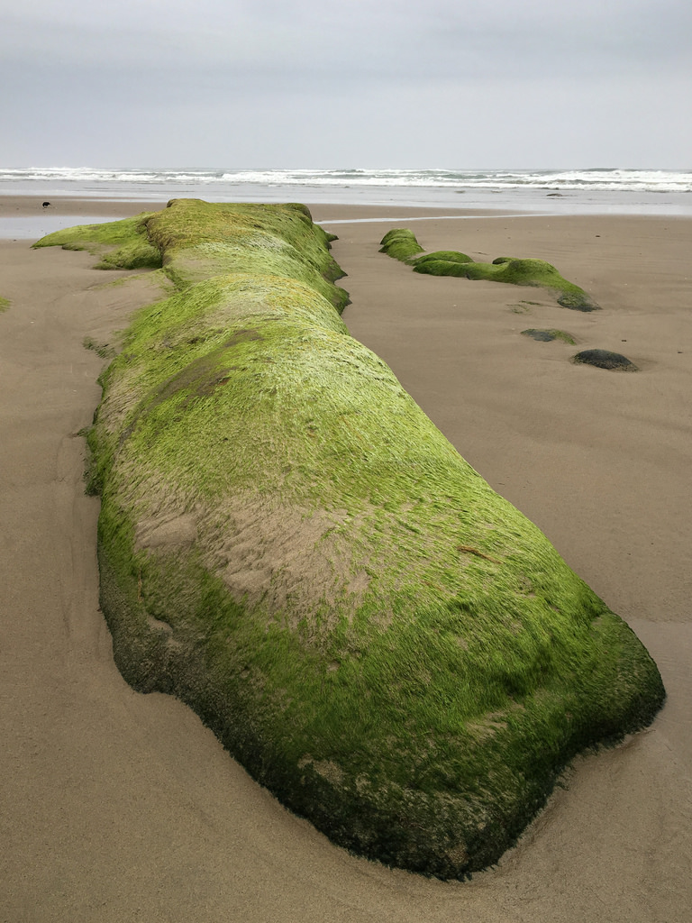 Long exposed rock covered with green algae