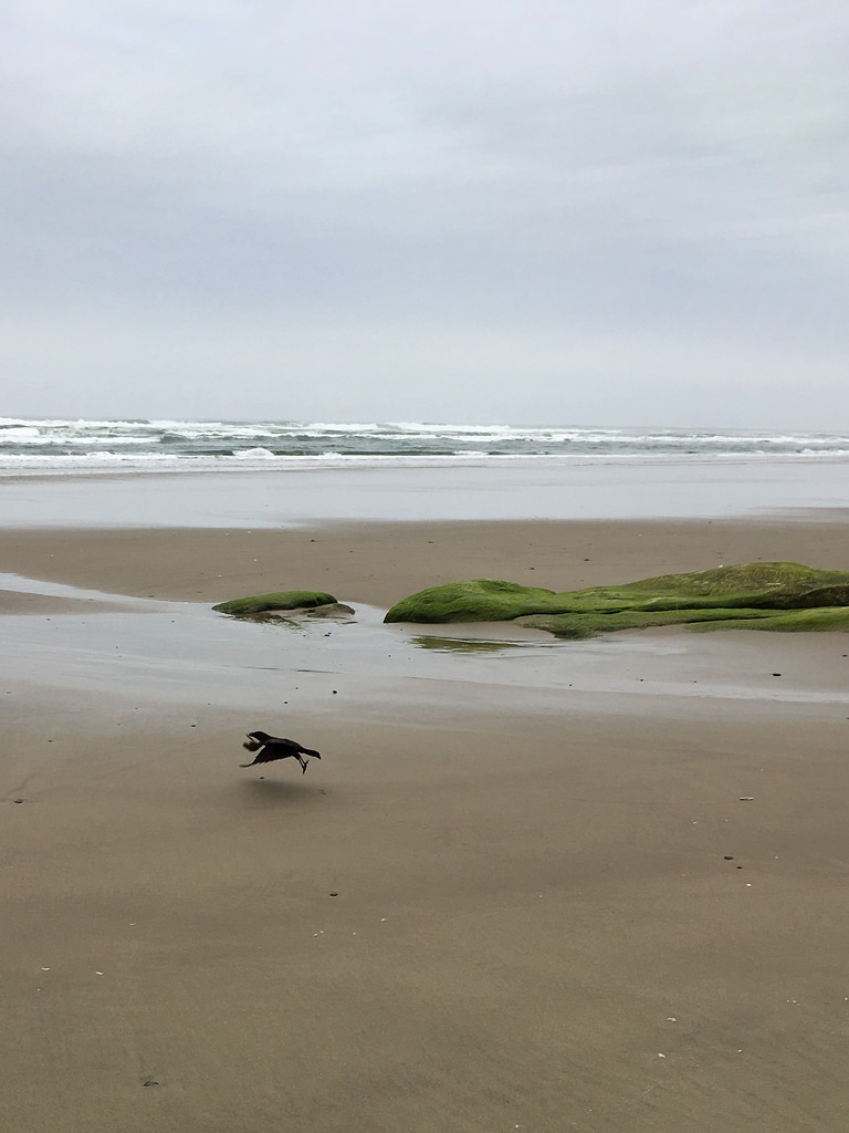 Crow flying off with a Dungeness crab leg inn it's bill