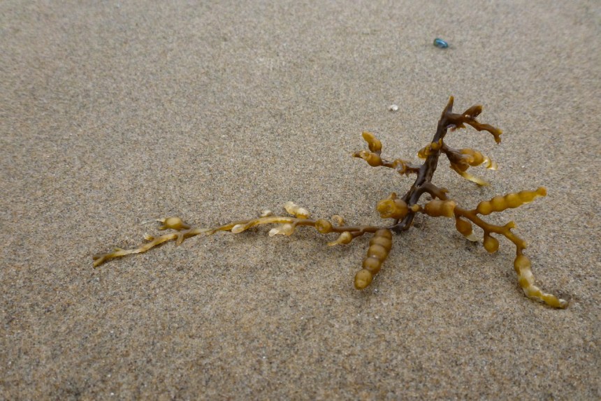 Small, tattered fragment of drift bladder chain on sand