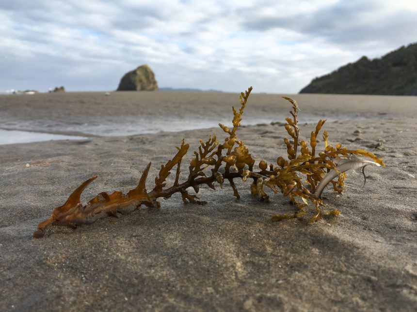 Piece of drift bladder chain on the sand, sea stack in the background