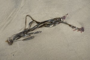 complete with holdfast