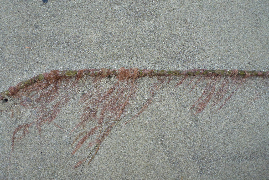 a drift bull kelp stipe in the drift line