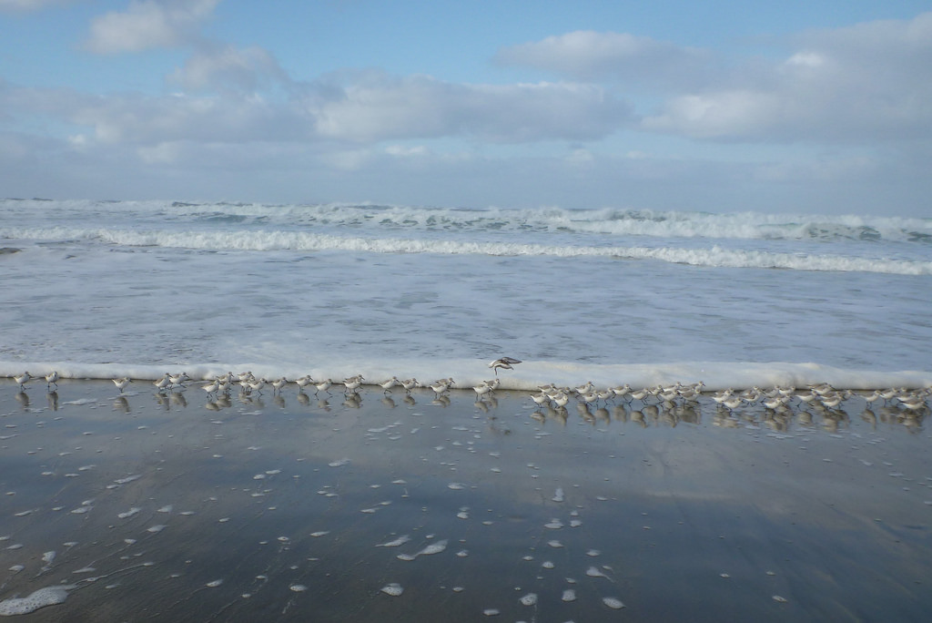 flock of sanderlings at the swash line