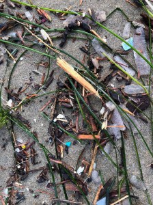 material from pelagic, rocky intertidal, subtidal, and terrestrial ecosystems, and plastic too