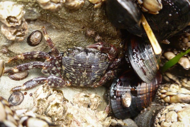 33431921831_605799fb06_b