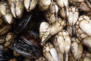 Lottia digitalis perched on a goose barnacle; a couple California mussels in the scene too.