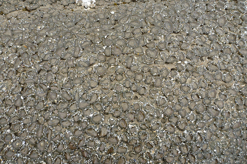 Densely packed Anthopleura elegantissima, exposed at low tide