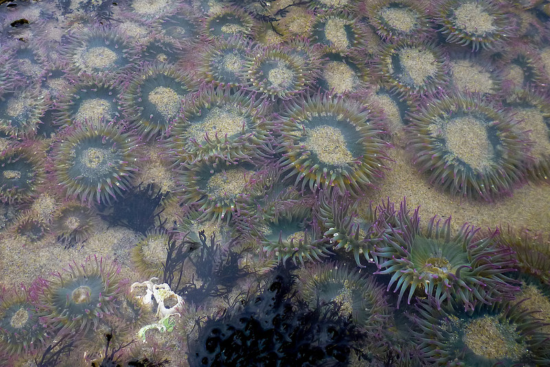 Aggregating anemones in a sand-filled tide pool