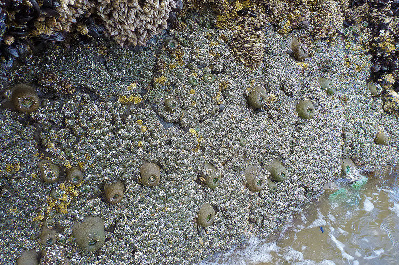 Colonies of aggregating anemones and a few giant greens exposed on a sheer rock wall at low tide.