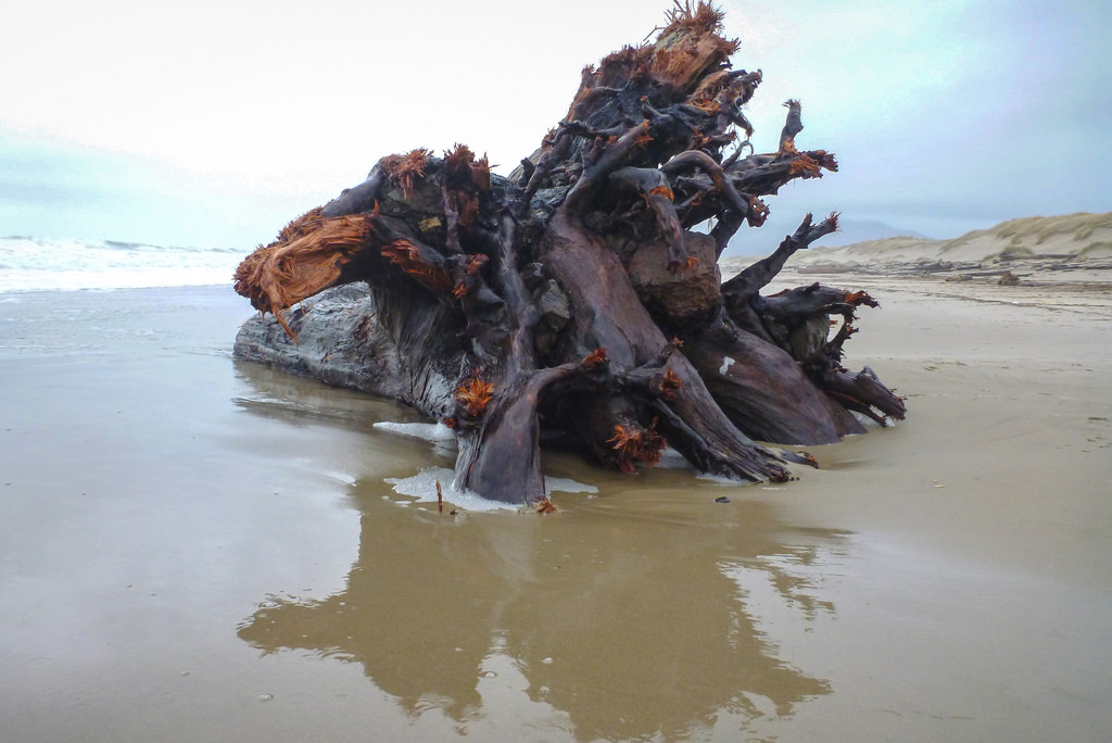 Large root wad on a sandy beach, with it's reflection in wet sand