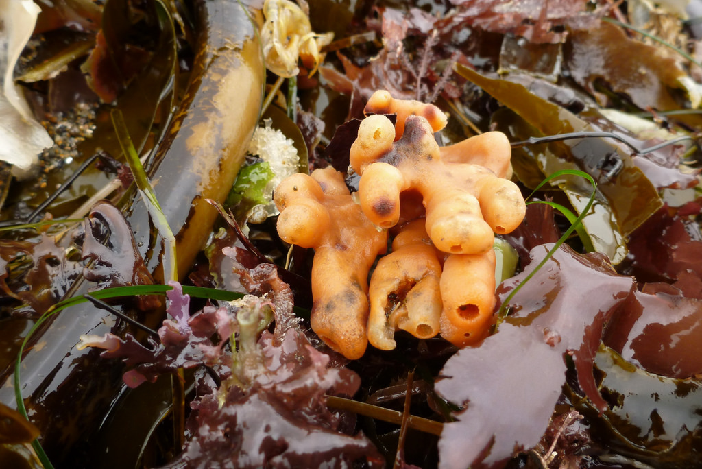 Orange finger sponge in the drift line