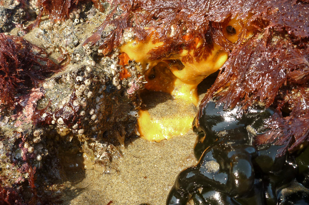 A smooth yellow possible sponge exposed in the low in the low intertidal