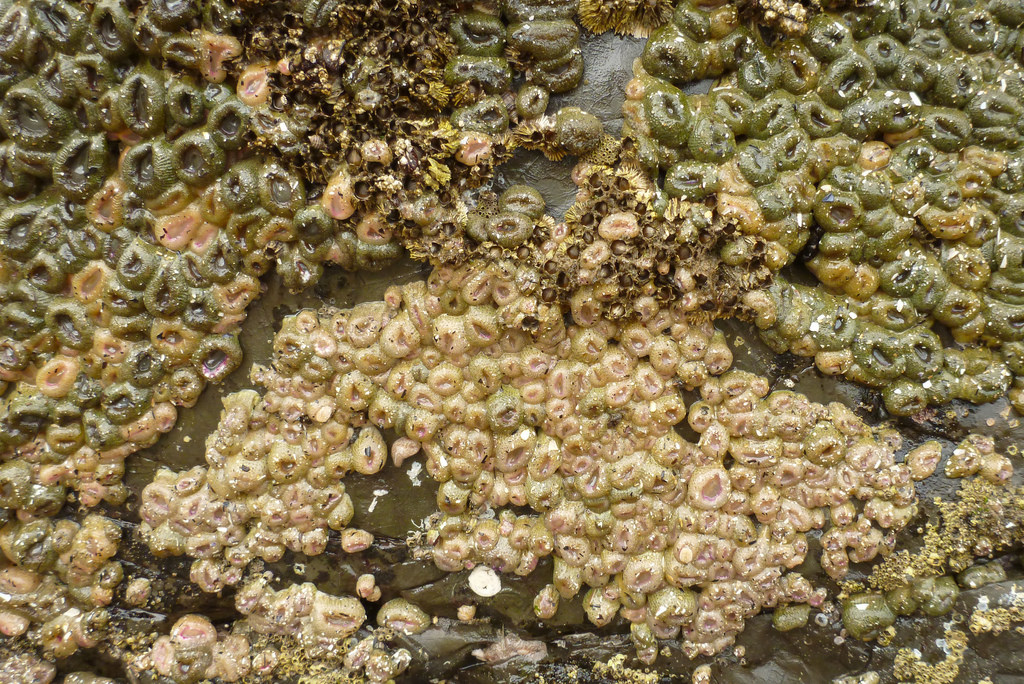 35863451266_ef16432205_b