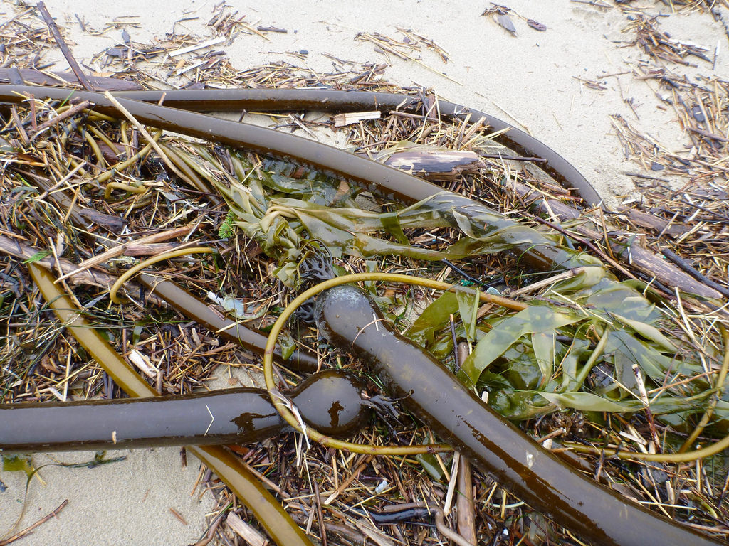 Bull kelp, terrestrial material
