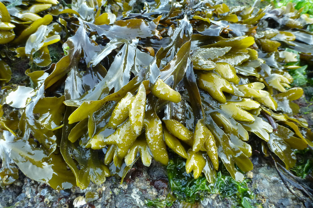 Focus on one clump exposed at low tide