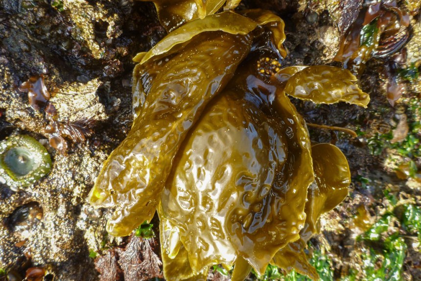 Exposed at low tide, reflecting early sunlight