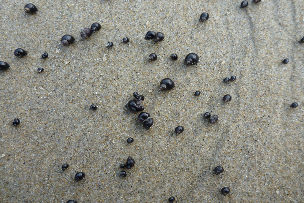 bunch of periwinkles moving over moist sand