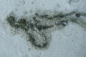 lots of workings in the sand all around the outlines of a drifted frond of feather boa