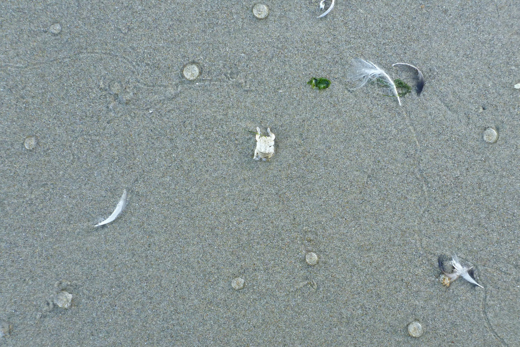 on sand, along with some feathers, a piece of green algae, and a mole crab molt