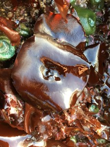 Close up, looking straight down on the rounded blade