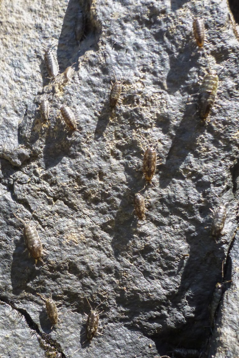 Bunch of Ligia heading up the cliff face