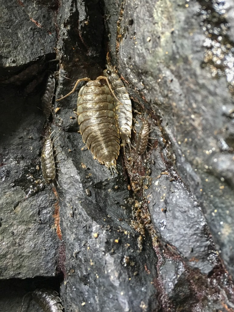 38472863072_3fccc0b371_o