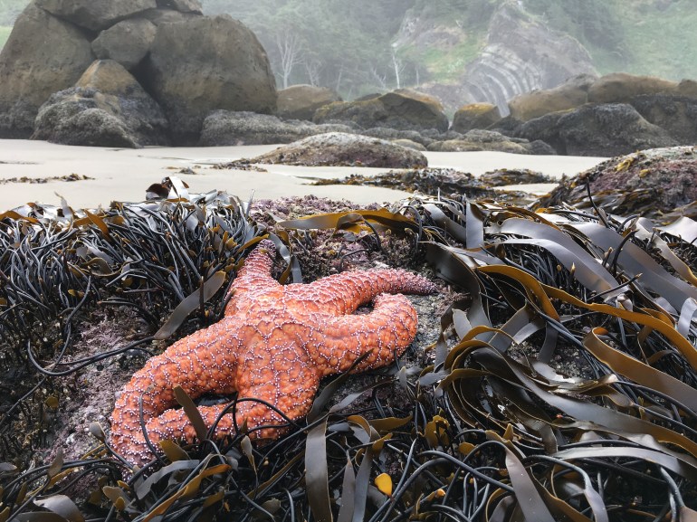 23905796197_1fb1c3458a_o