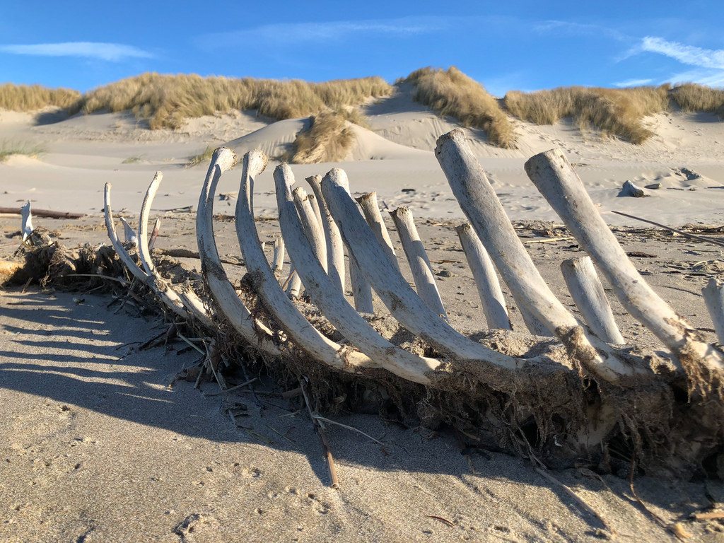 Marine mammal skeleton, no head, bleached ribs pointing skyward